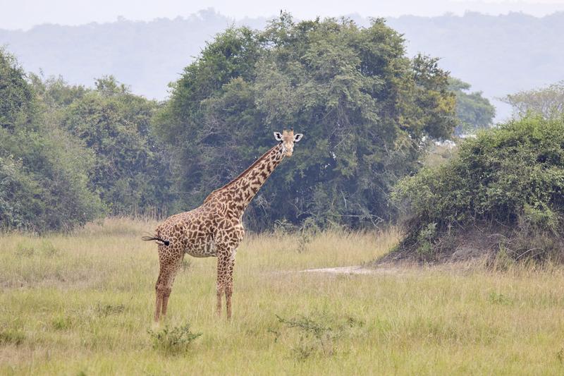 Masai giraffe, Akagera National Park, Rwanda