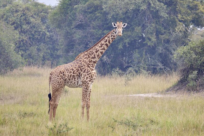 Masai giraffe, Akagera National Park, Rwanda