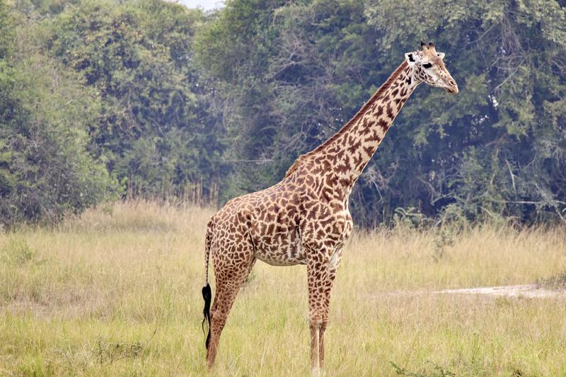 Masai giraffe, Akagera National Park, Rwanda