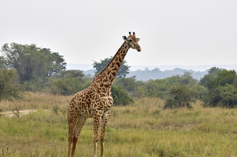 Masai giraffe, Akagera National Park, Rwanda