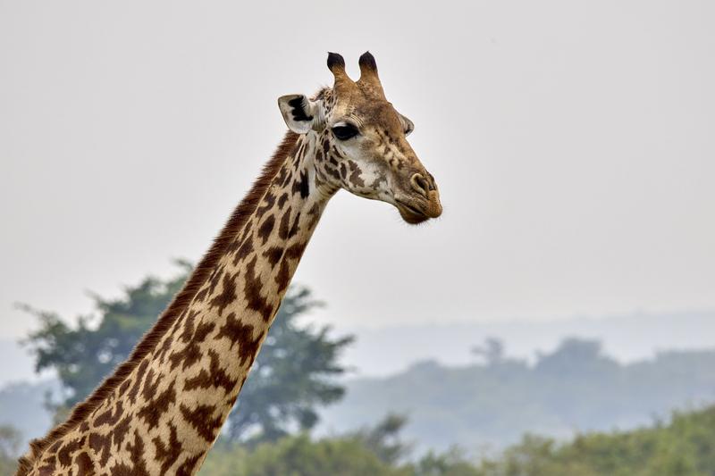 Masai giraffe, Akagera National Park, Rwanda