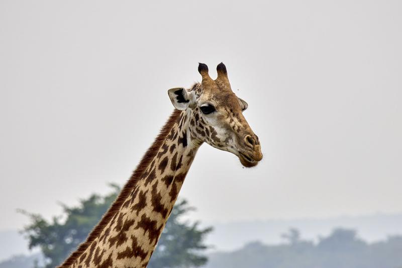 Masai giraffe, Akagera National Park, Rwanda