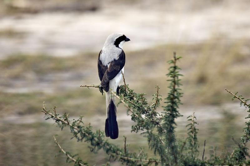 Grey-backed fiscal, Akagera National Park, Rwanda