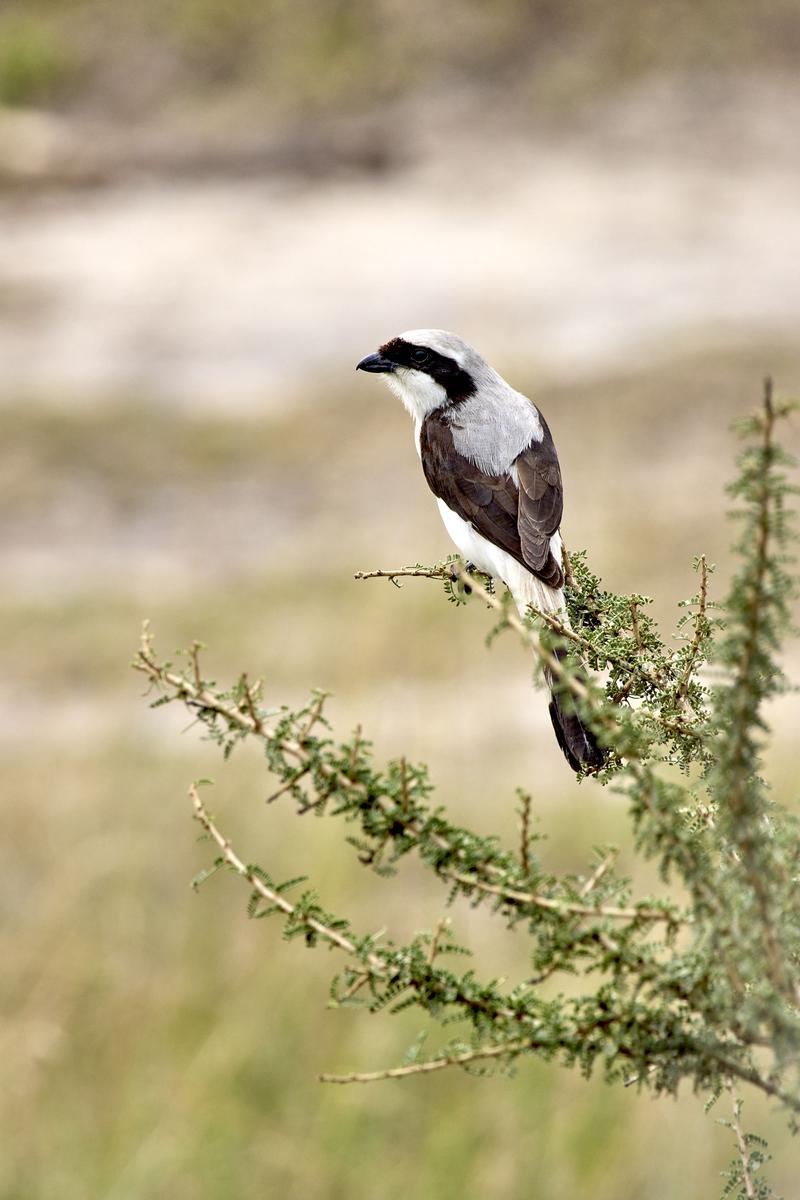 Grey-backed fiscal, Akagera National Park, Rwanda