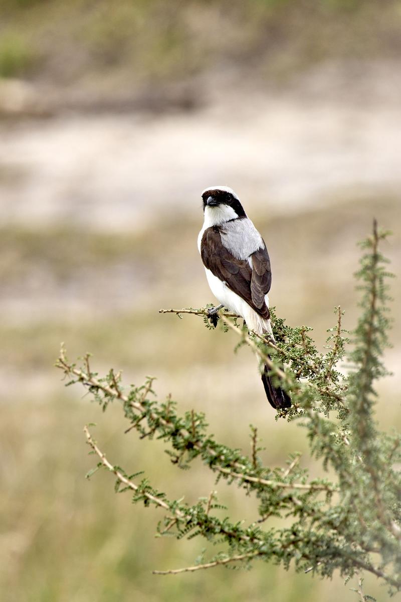 Grey-backed fiscal, Akagera National Park, Rwanda