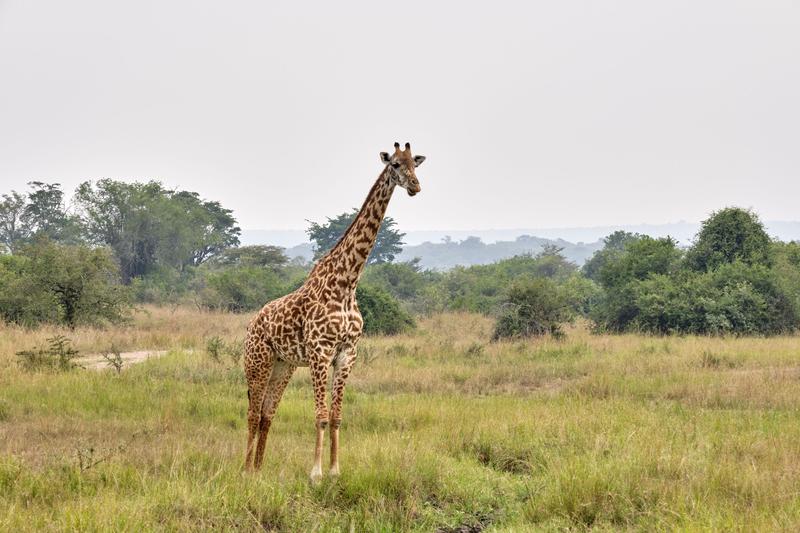 Masai giraffe, Akagera National Park, Rwanda