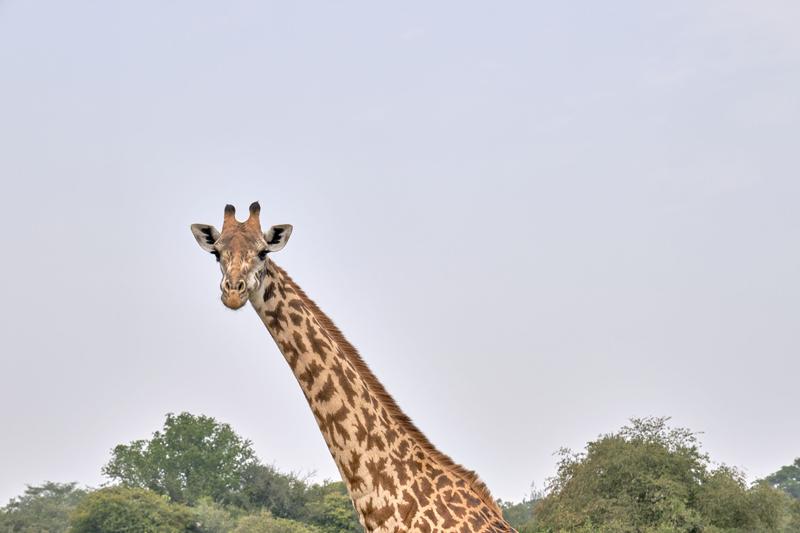 Masai giraffe, Akagera National Park, Rwanda