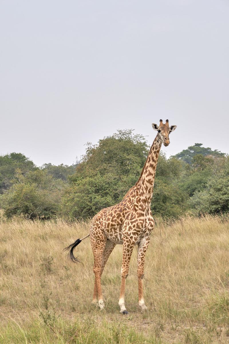 Masai giraffe, Akagera National Park, Rwanda