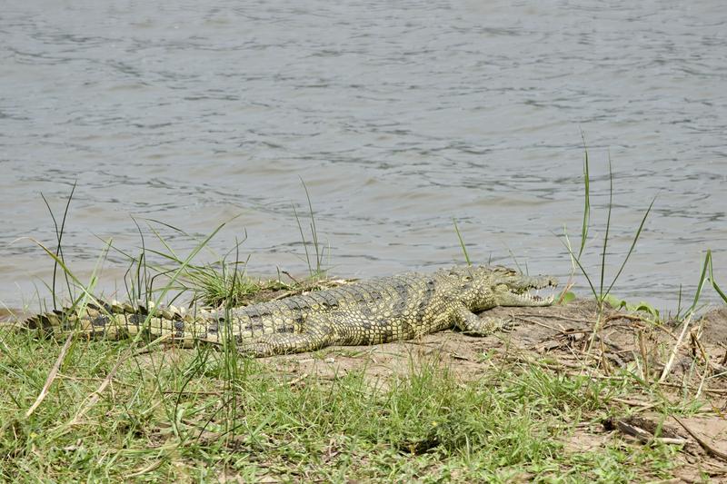 Crocodile, Akagera National Park, Rwanda