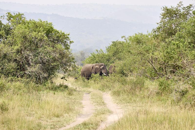 Elephant, Akagera National Park, Rwanda