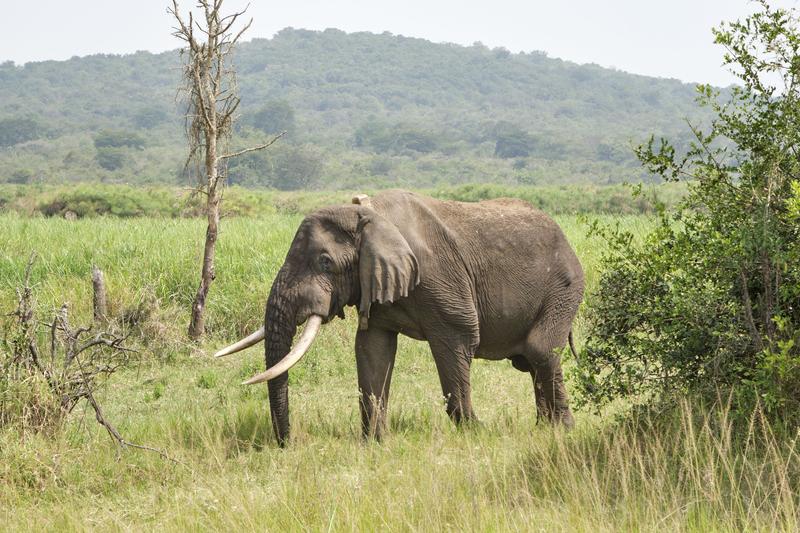 Elephant, Akagera National Park, Rwanda