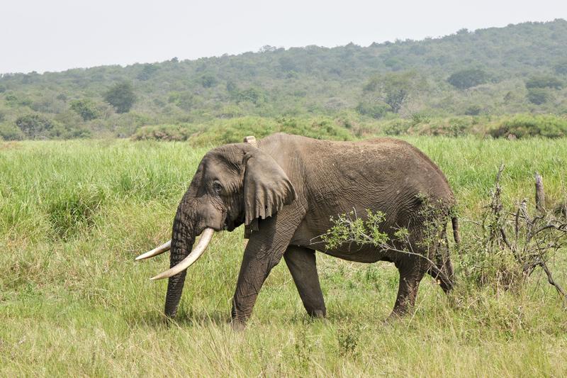 Elephant, Akagera National Park, Rwanda