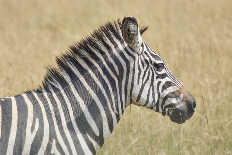 Zebra, Akagera National Park, Rwanda