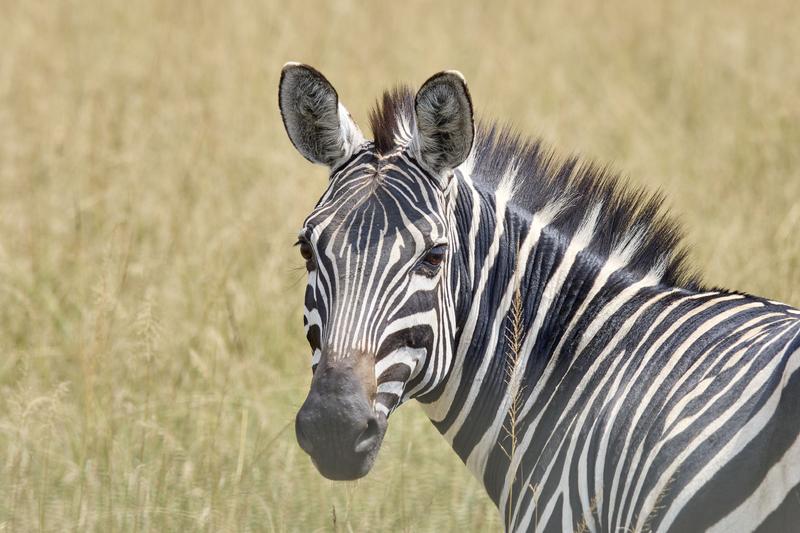 Zebra, Akagera National Park, Rwanda