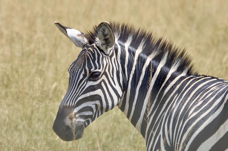 Zebra, Akagera National Park, Rwanda