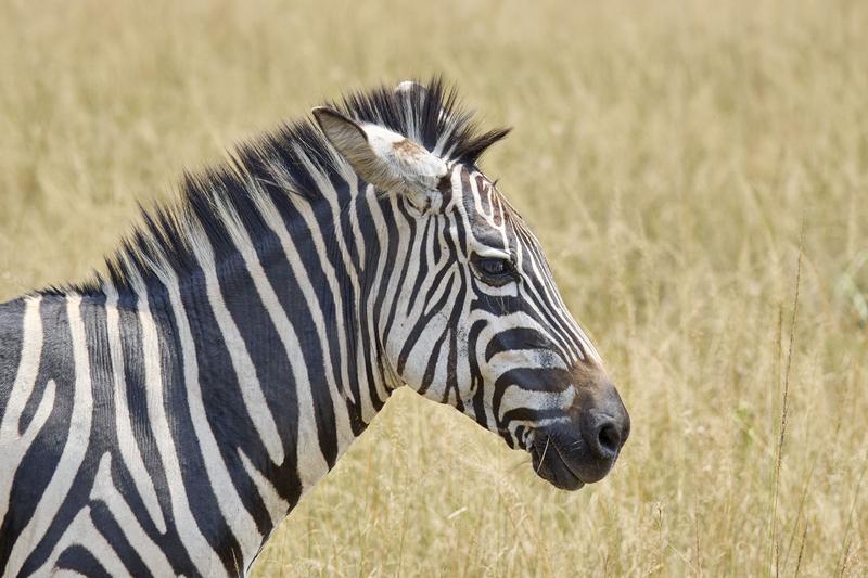 Zebra, Akagera National Park, Rwanda