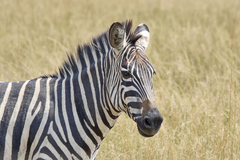 Zebra, Akagera National Park, Rwanda