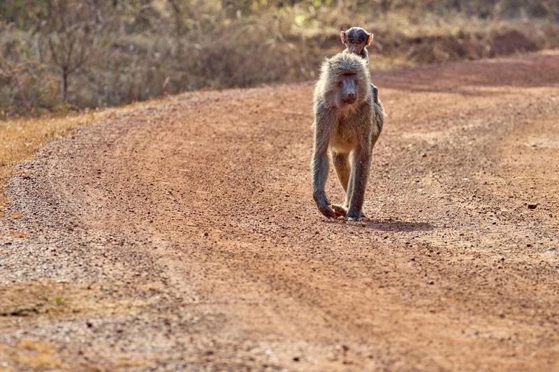 Baby baboon riding on adult baboon, Akagera National Park, Rwanda