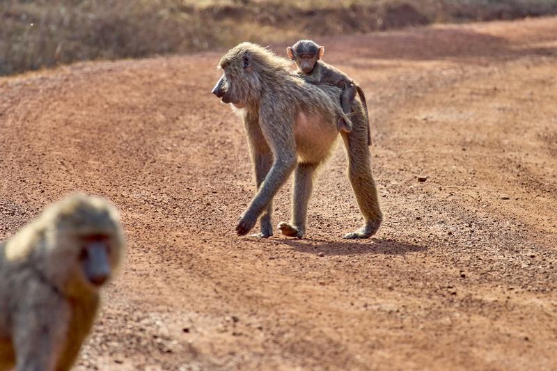 Baby baboon riding on adult baboon, Akagera National Park, Rwanda