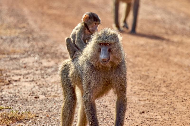 Baby baboon riding on adult baboon, Akagera National Park, Rwanda