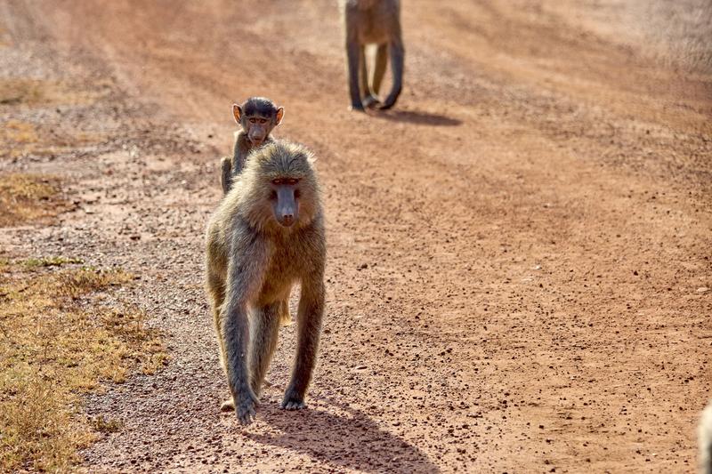 Baby baboon riding on adult baboon, Akagera National Park, Rwanda