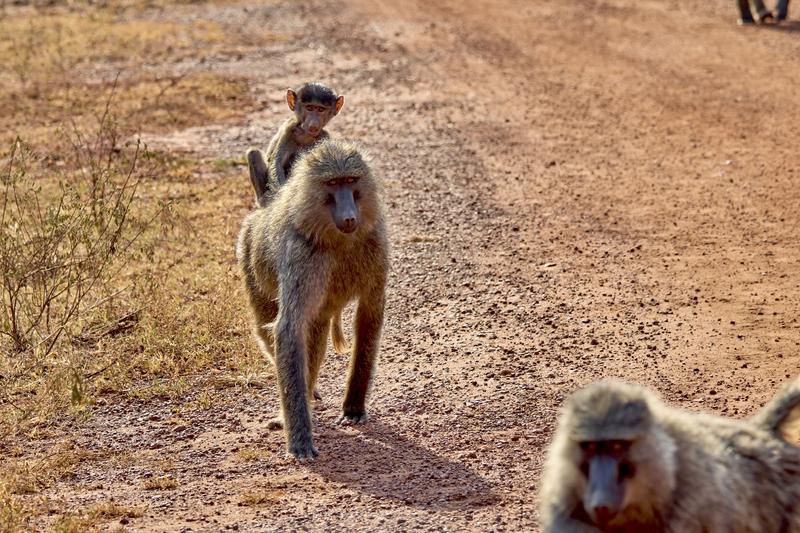 Baby baboon riding on adult baboon, Akagera National Park, Rwanda