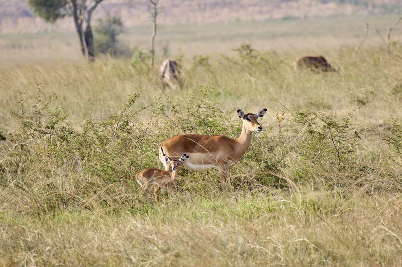 Baby impala and adult impala, Akagera National Park, Rwanda