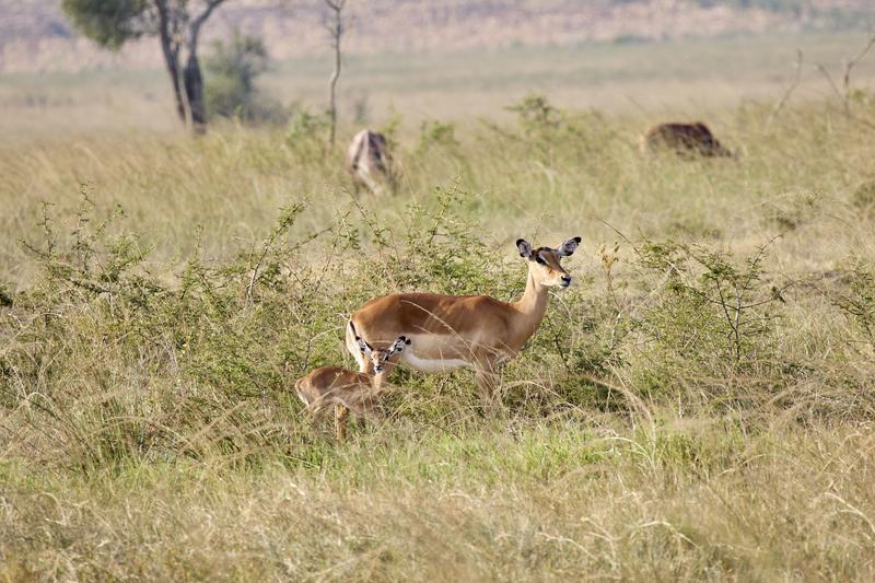 Baby impala and adult impala, Akagera National Park, Rwanda