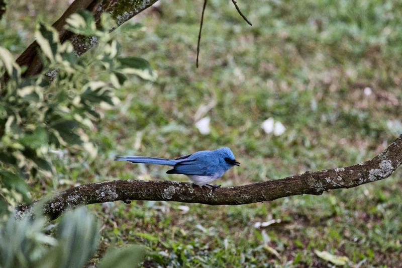 African Blue Flycatcher, Uganda