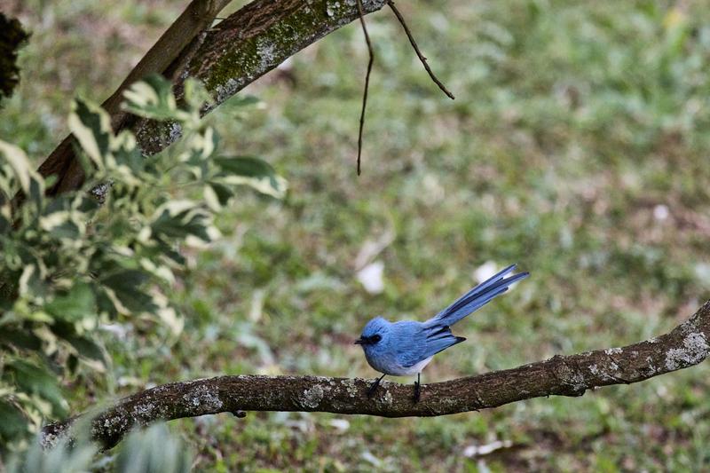 African Blue Flycatcher, Uganda