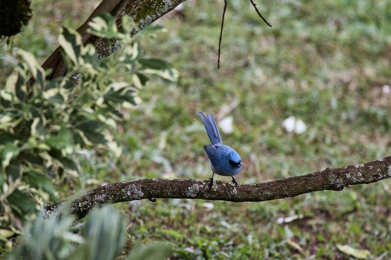 African Blue Flycatcher, Uganda