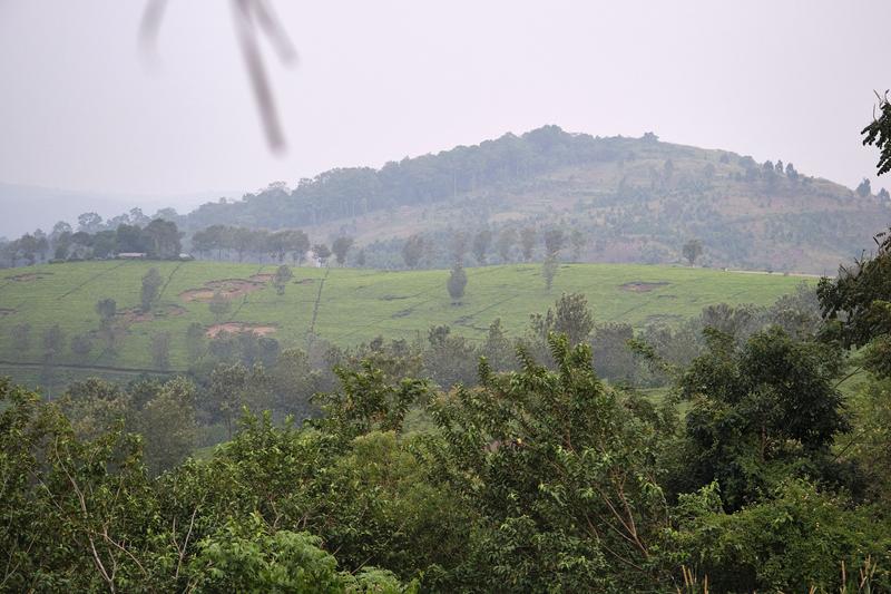 Landscape view from our grass-topped hut at Chimpanzee Lodge, Uganda