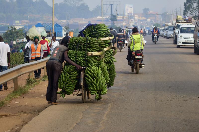 Person pushing a bicycle full of bananas, Entebbe, Uganda