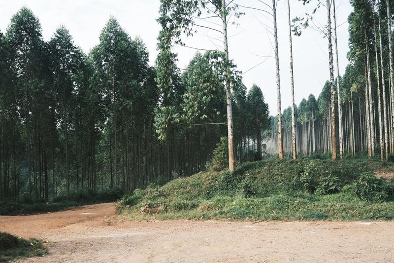 Half and half tree landscape, Uganda