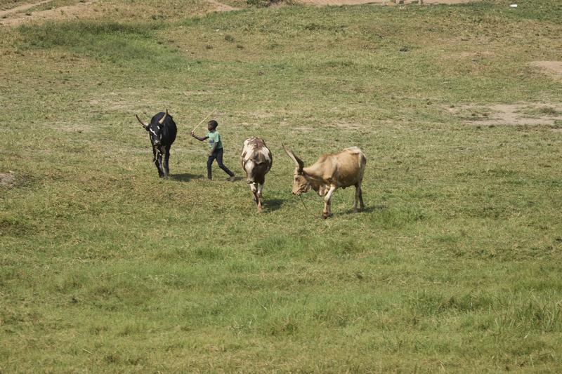 A young boy tending to the family cows, Entebbe, Uganda