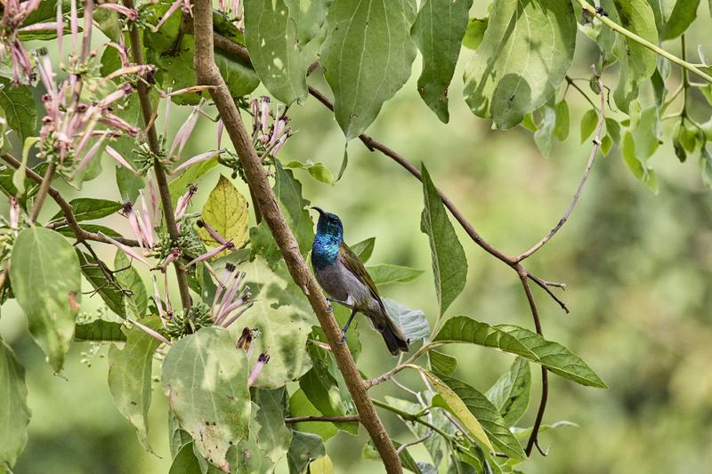 Green-Headed Sunbird, Uganda