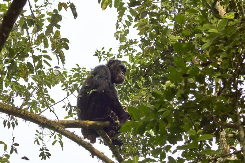 Chimpanzee in a tree, Kibale National Park, Uganda