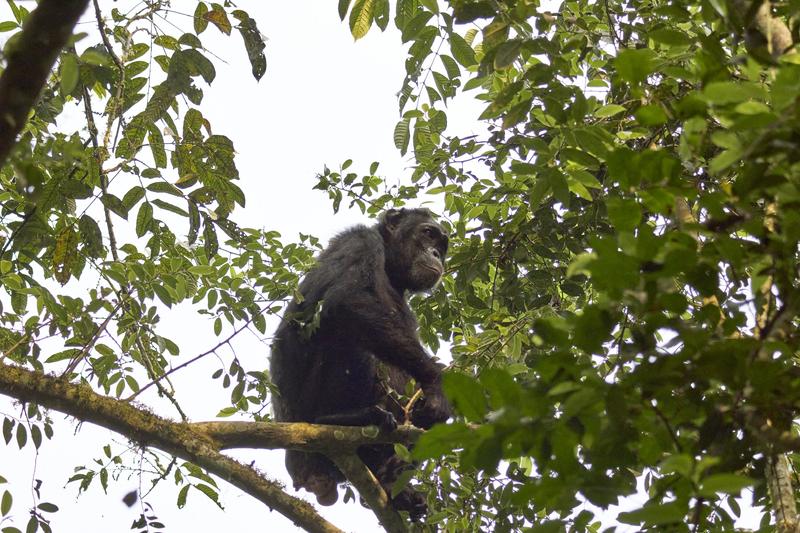 Chimpanzee in a tree, Kibale National Park, Uganda