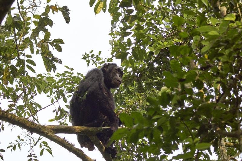 Chimpanzee in a tree, Kibale National Park, Uganda