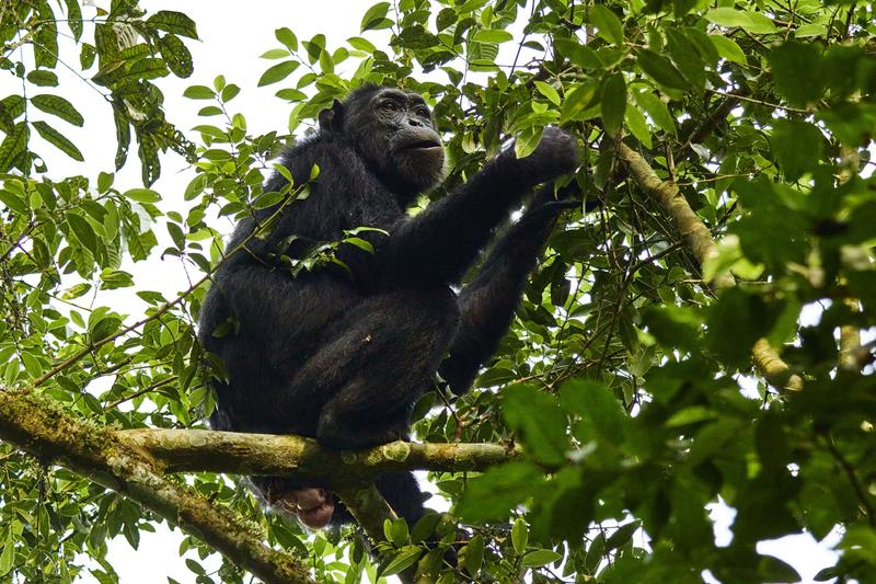 Chimpanzee in a tree, Kibale National Park, Uganda