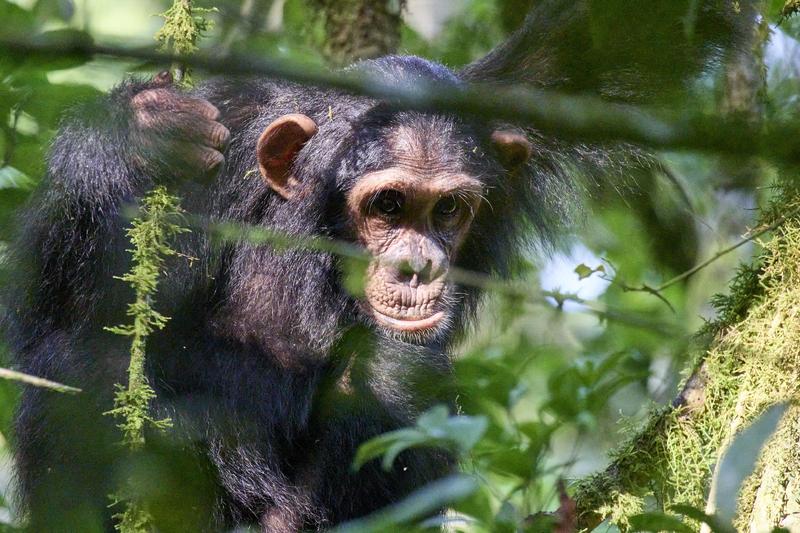 Chimpanzee in a tree surrounded by branches, Kibale National Park, Uganda