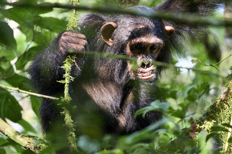 Chimpanzee in a tree surrounded by branches, Kibale National Park, Uganda