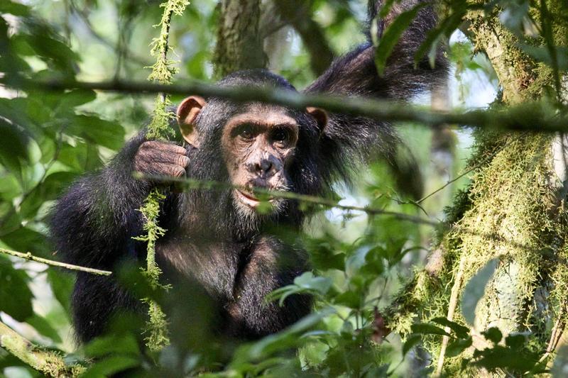 Chimpanzee in a tree surrounded by branches, Kibale National Park, Uganda