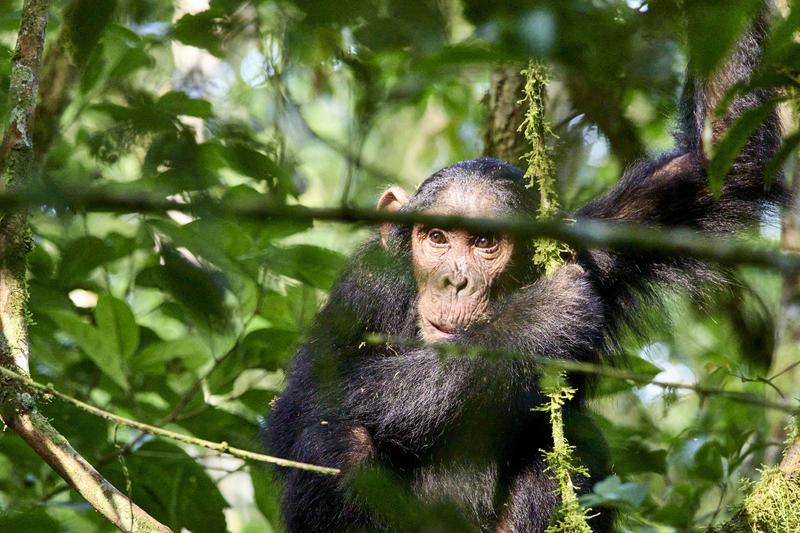 Chimpanzee in a tree surrounded by branches, Kibale National Park, Uganda