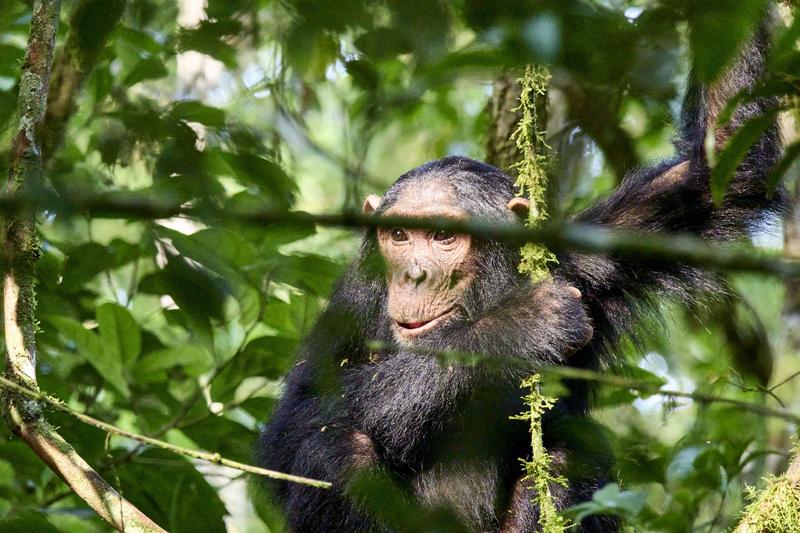 Chimpanzee in a tree surrounded by branches, Kibale National Park, Uganda