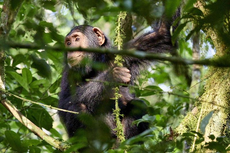 Chimpanzee in a tree surrounded by branches, Kibale National Park, Uganda