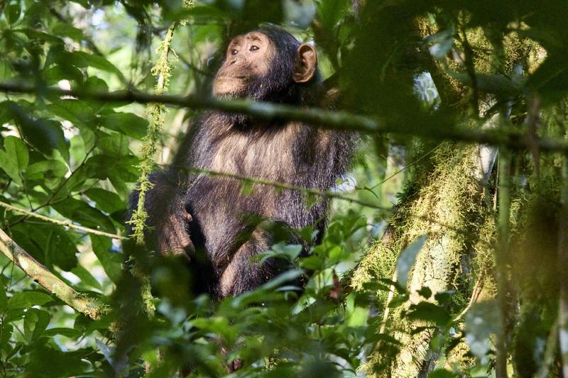 Chimpanzee in a tree surrounded by branches, Kibale National Park, Uganda