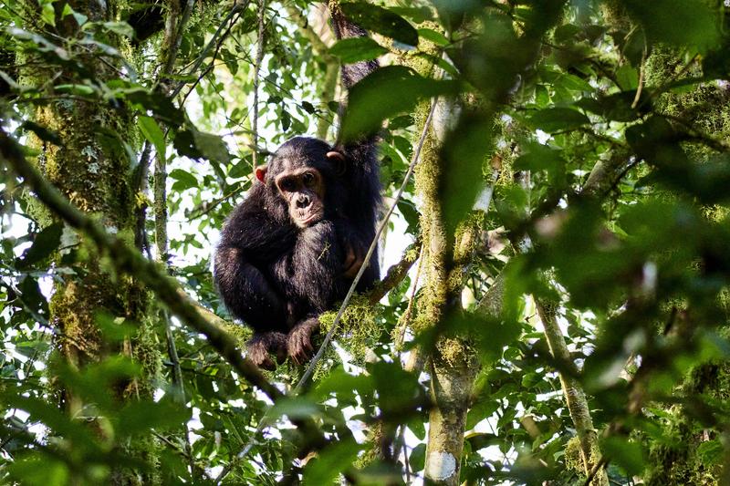 Chimpanzee in a tree surrounded by branches, Kibale National Park, Uganda