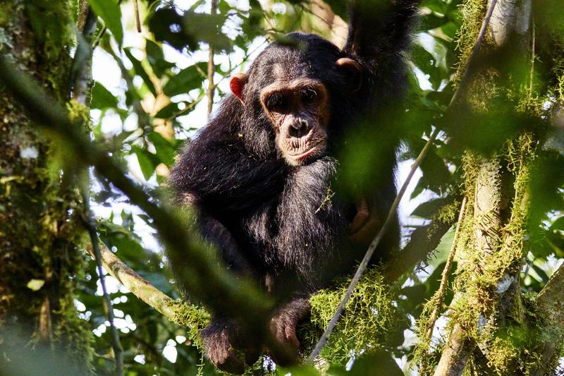 Chimpanzee in a tree surrounded by branches, Kibale National Park, Uganda