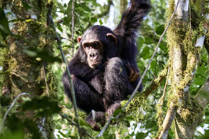 Chimpanzee in a tree surrounded by branches, Kibale National Park, Uganda